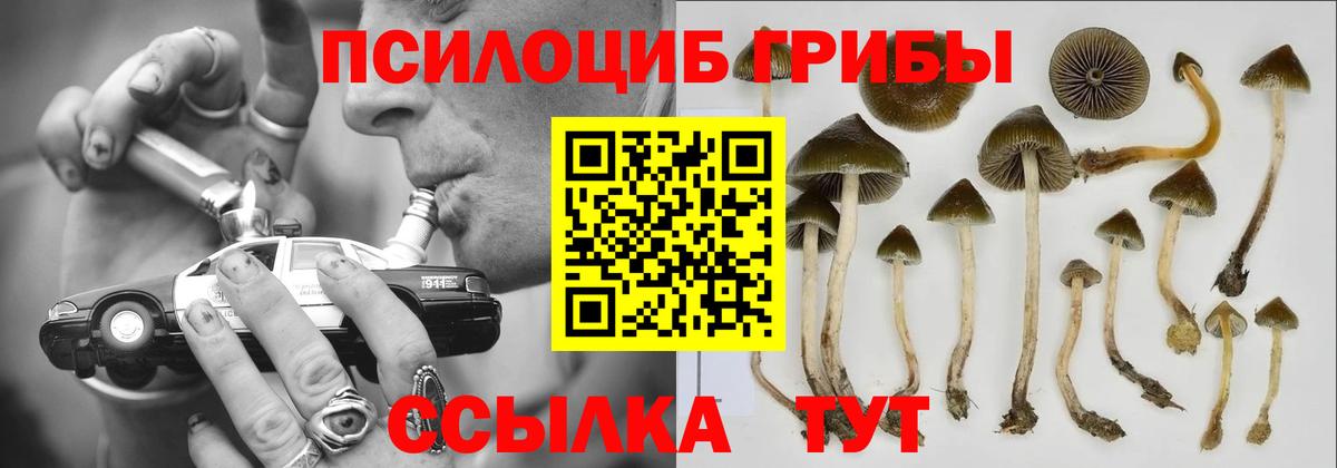 Галлюциногенные грибы прущие грибы Тимашёвск